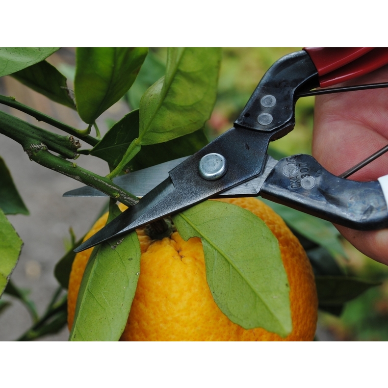 Profesjonalne nożyce ogrodowe Okatsune 307 4